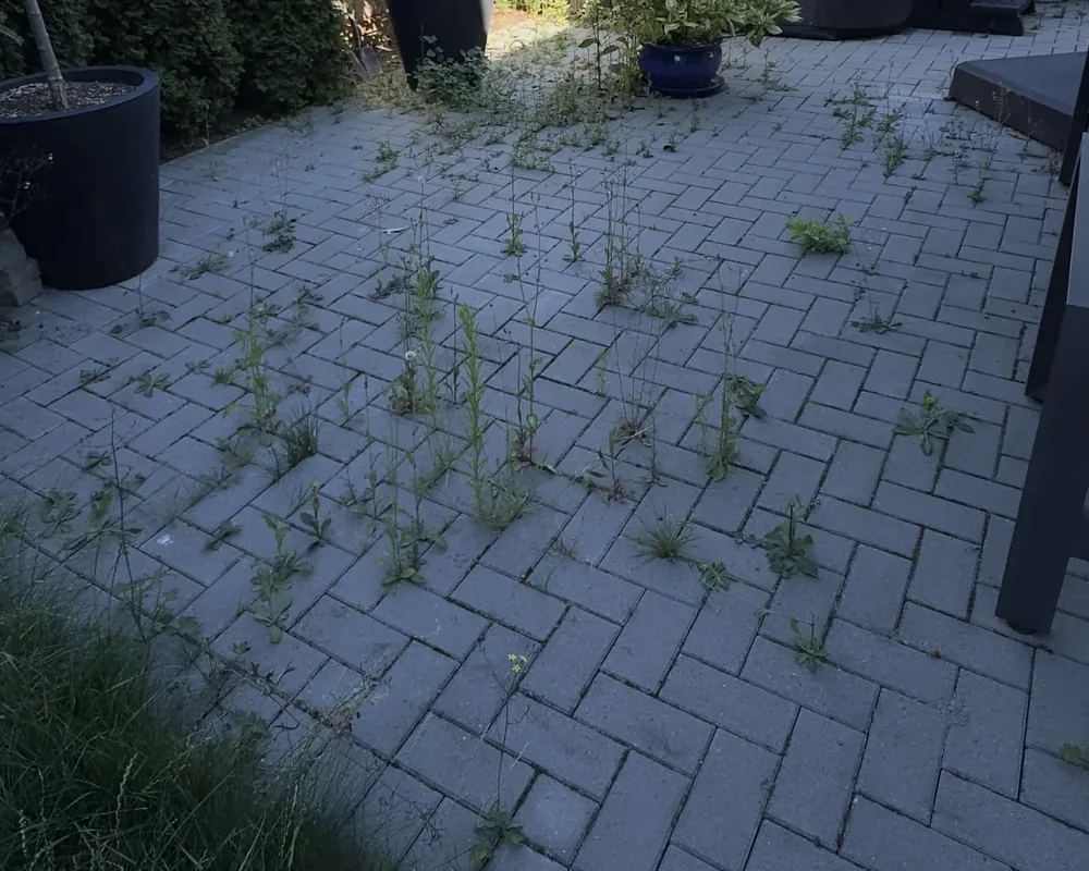 The same paver patio before service, with weeds growing throughout the joints